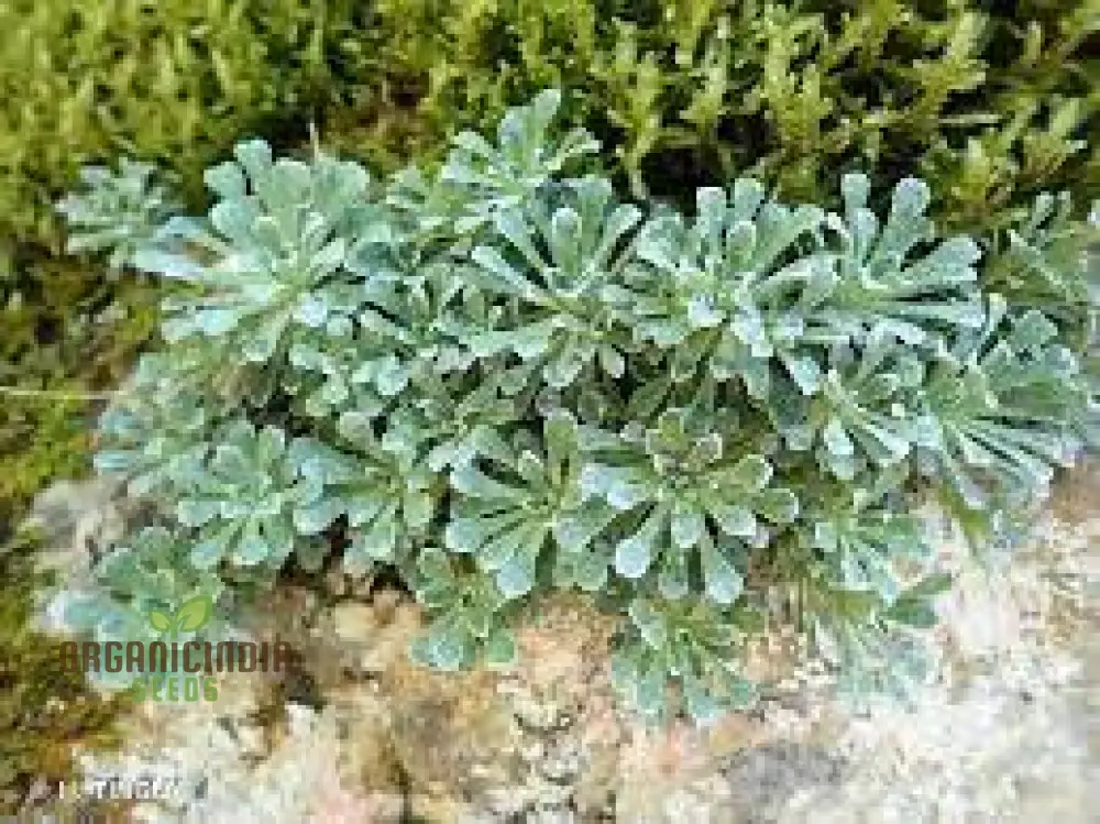 Saxifraga Cochlearis Seeds - Premium Gardening Seeds for Alpine Rock Gardens and Borders | Buy Saxifraga Cochlearis Seeds Online