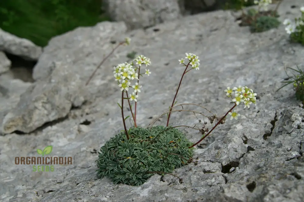 Saxifraga Crustata Flower Seeds for Planting - Premium Quality Gardening Seeds for Groundcover and Rock Gardens