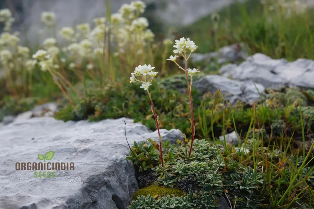 Saxifraga Crustata Flower Seeds for Planting - Premium Quality Gardening Seeds for Groundcover and Rock Gardens - Image 3