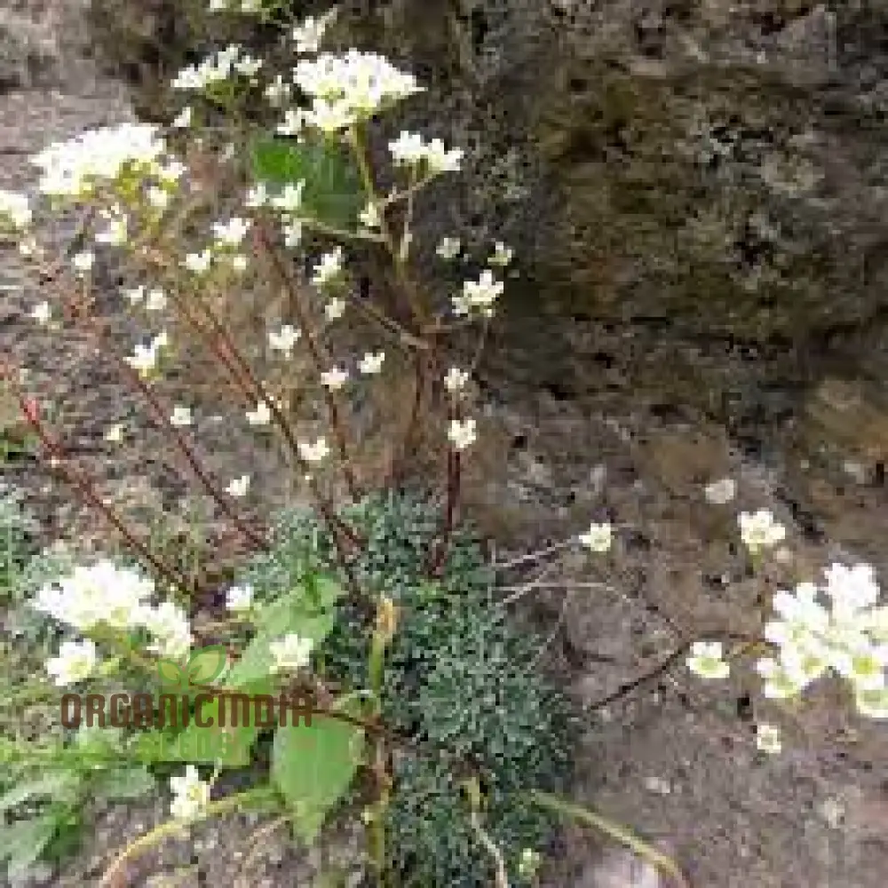 Saxifraga Crustata Flower Seeds for Planting - Premium Quality Gardening Seeds for Groundcover and Rock Gardens - Image 4