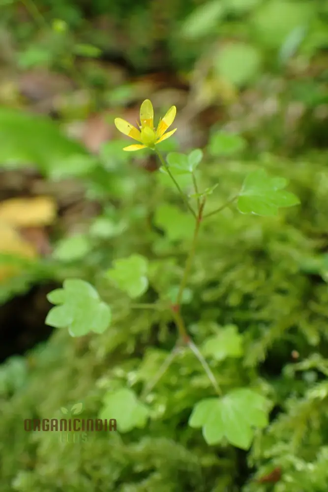 Saxifraga Cymbalaria Seeds for Gardening Enthusiasts | Buy Rare Alpine Plant Seeds Online