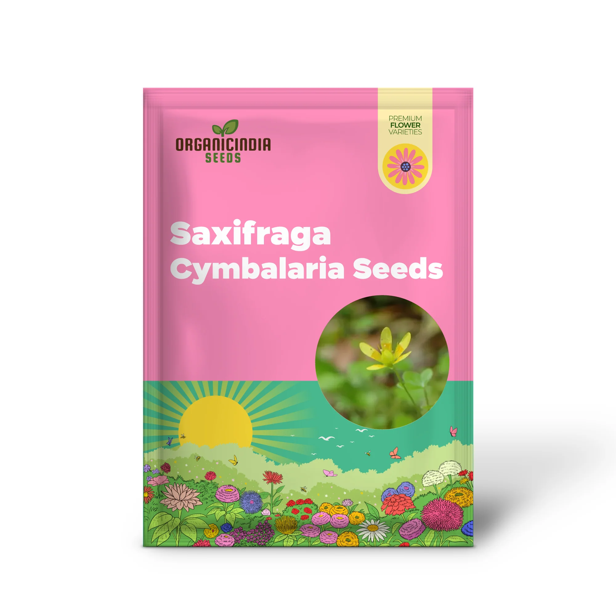 Saxifraga Cymbalaria Seeds for Gardening Enthusiasts | Buy Rare Alpine Plant Seeds Online - Image 2