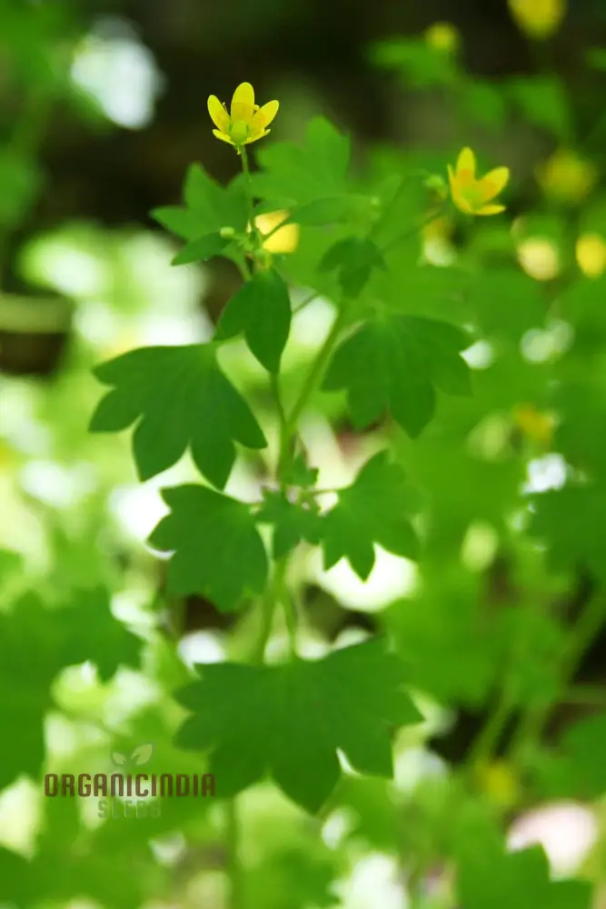 Saxifraga Cymbalaria Seeds for Gardening Enthusiasts | Buy Rare Alpine Plant Seeds Online - Image 3