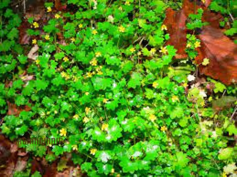 Saxifraga Cymbalaria Seeds for Gardening Enthusiasts | Buy Rare Alpine Plant Seeds Online - Image 4