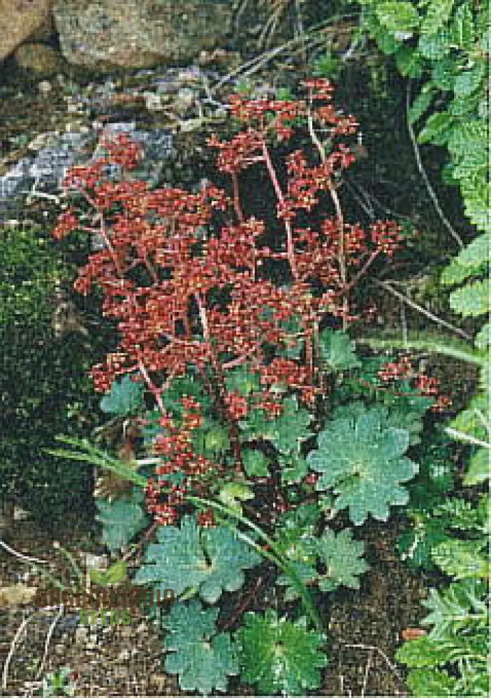 Saxifraga Fusca Seeds for Gardening - High-Quality Seeds for Beautiful Garden Blooms - Buy Saxifraga Fusca Seeds Online for Your Gardening Needs