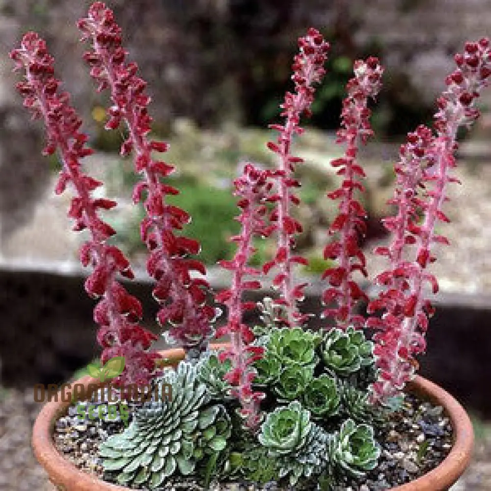 Saxifraga Fusca Seeds for Gardening - High-Quality Seeds for Beautiful Garden Blooms - Buy Saxifraga Fusca Seeds Online for Your Gardening Needs - Image 3