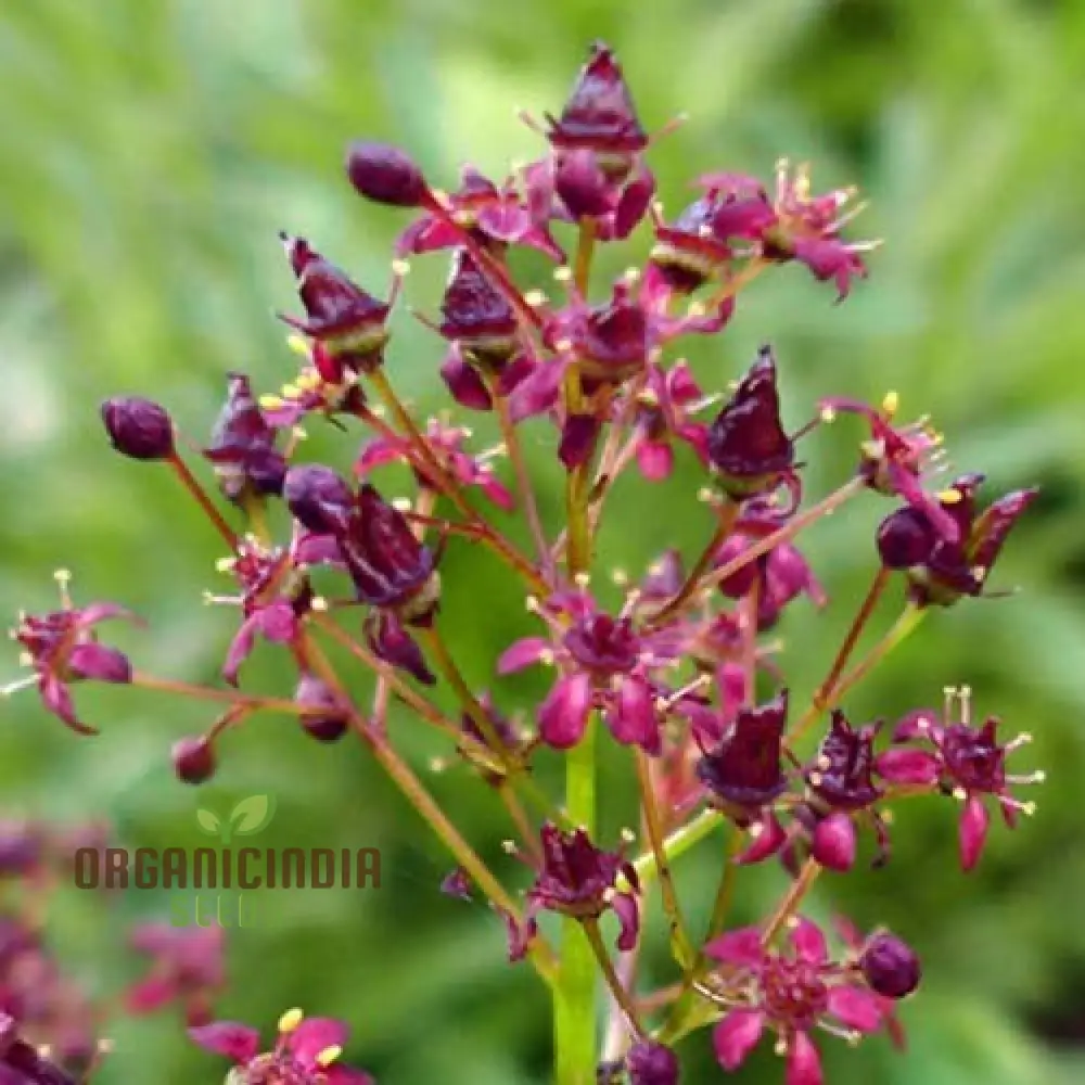 Saxifraga Fusca Seeds for Gardening - High-Quality Seeds for Beautiful Garden Blooms - Buy Saxifraga Fusca Seeds Online for Your Gardening Needs - Image 4