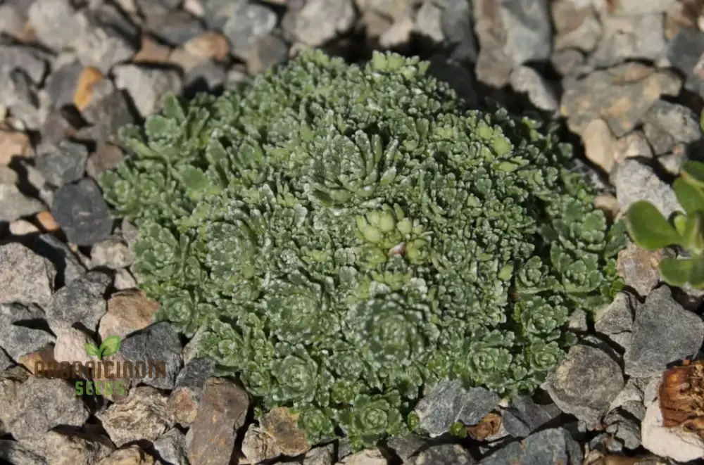 Saxifraga Paniculata Minutifolia Seeds - Premium Gardening Plant for Rock Gardens and Borders