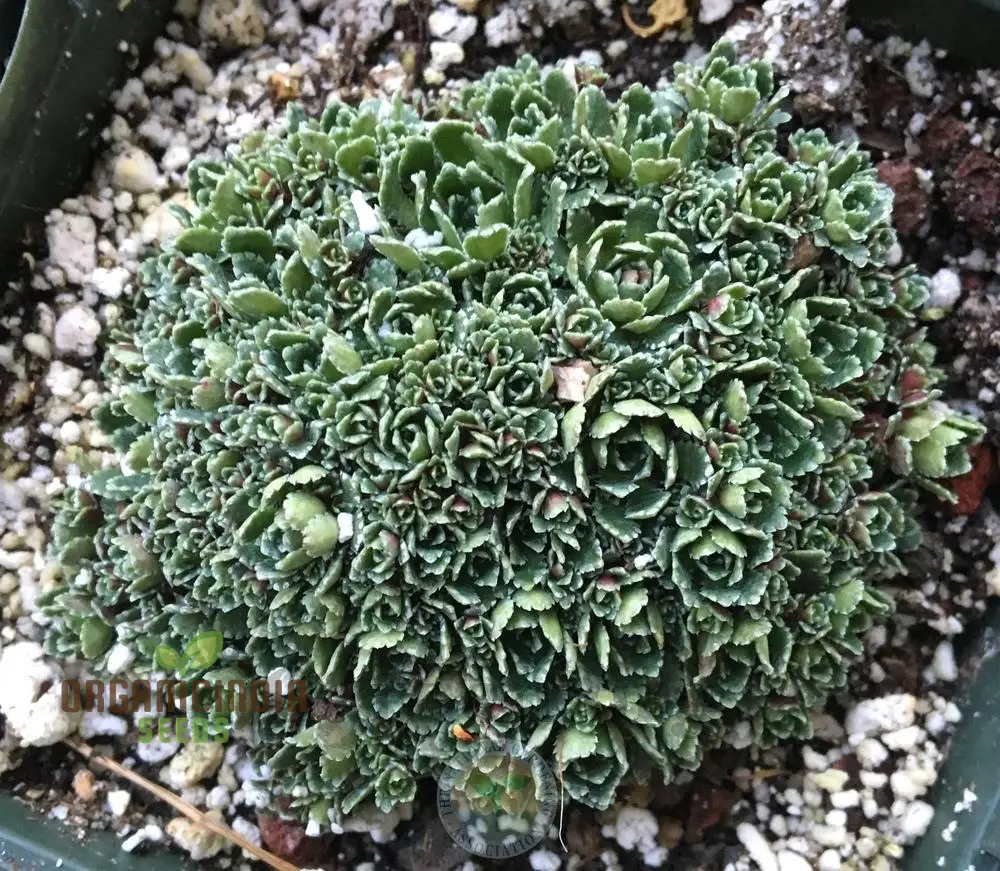 Saxifraga Paniculata Minutifolia Seeds - Premium Gardening Plant for Rock Gardens and Borders - Image 3