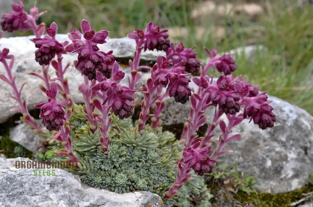 Saxifraga Sempervivum Seeds for Gardening Enthusiasts | Organic Planting Seeds for Succulent Gardens and Rockeries