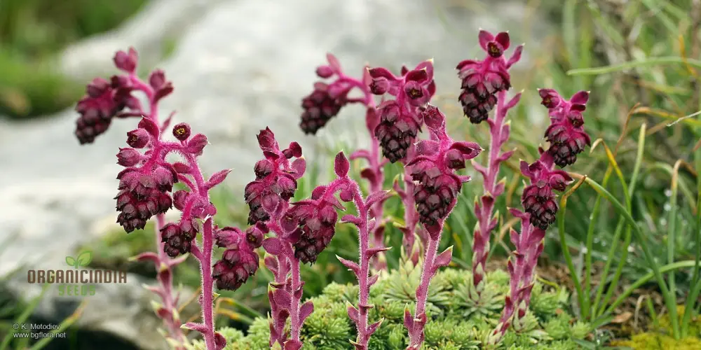 Saxifraga Sempervivum Seeds for Gardening Enthusiasts | Organic Planting Seeds for Succulent Gardens and Rockeries - Image 3