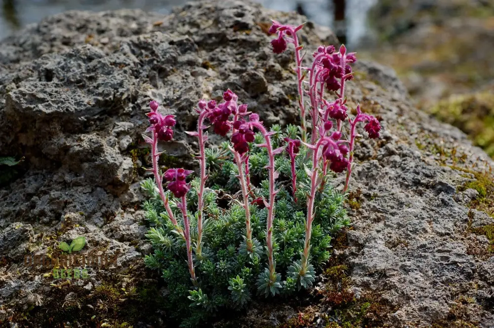 Saxifraga Sempervivum Seeds for Gardening Enthusiasts | Organic Planting Seeds for Succulent Gardens and Rockeries - Image 4