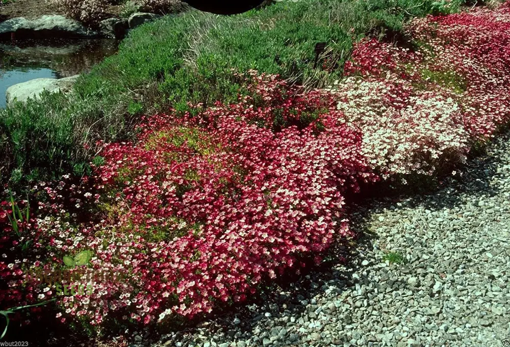 Saxifraga Species Mixed Seeds for Gardening Enthusiasts | Rare Alpine Plant Variety | Garden Seeds for Rock Gardens and Borders