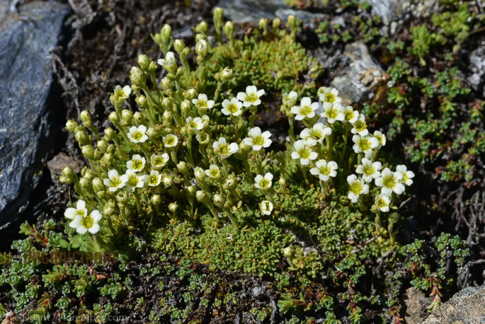 Saxifraga Species Mixed Seeds for Gardening Enthusiasts | Rare Alpine Plant Variety | Garden Seeds for Rock Gardens and Borders - Image 3