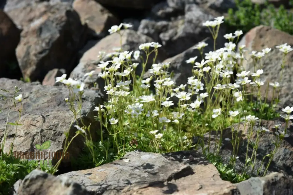Saxifraga Species Mixed Seeds for Gardening Enthusiasts | Rare Alpine Plant Variety | Garden Seeds for Rock Gardens and Borders - Image 4