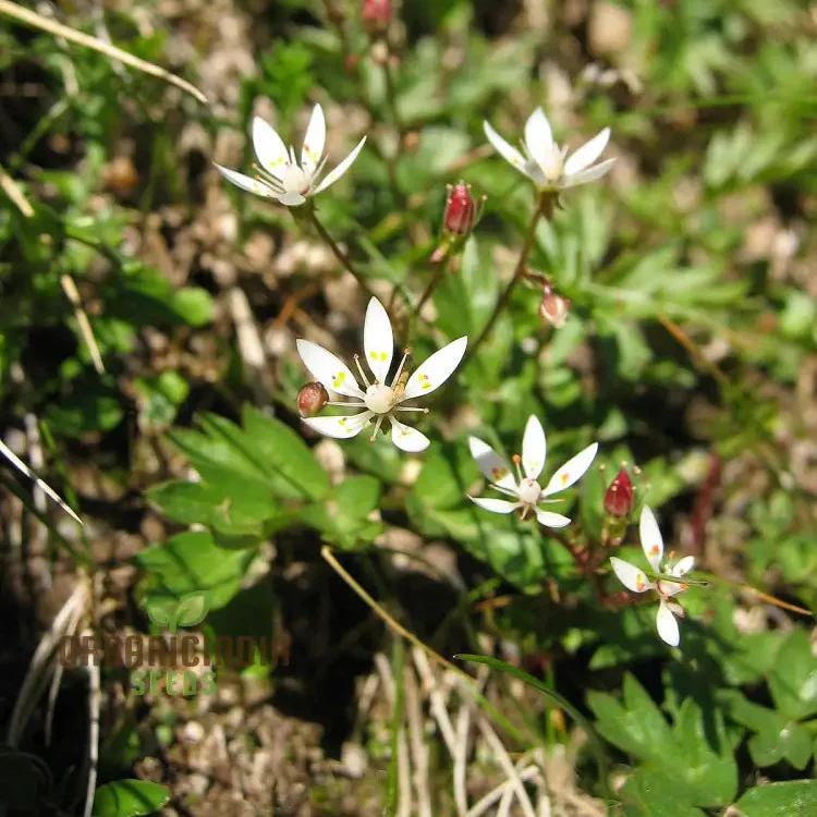 Saxifraga Stellaris Seeds for Gardening Enthusiasts | Rare Alpine Perennial Flower Seeds for Rock Gardens and Borders