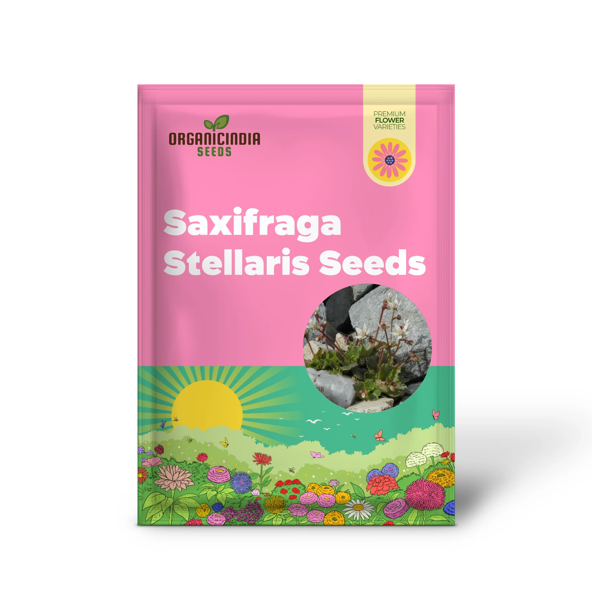 Saxifraga Stellaris Seeds for Gardening Enthusiasts | Rare Alpine Perennial Flower Seeds for Rock Gardens and Borders - Image 2