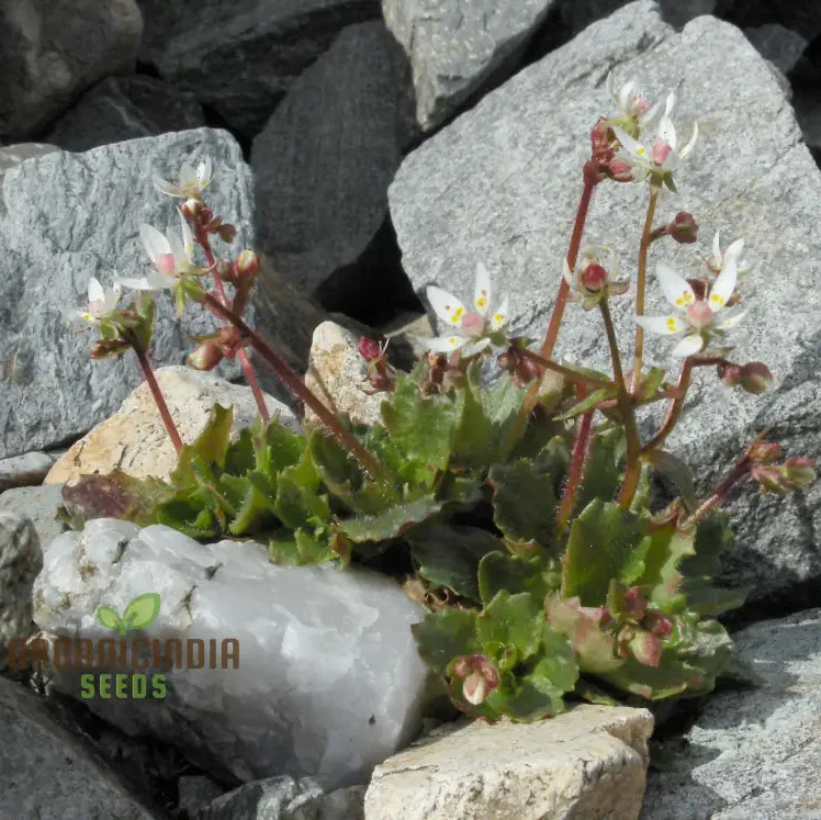 Saxifraga Stellaris Seeds for Gardening Enthusiasts | Rare Alpine Perennial Flower Seeds for Rock Gardens and Borders - Image 3