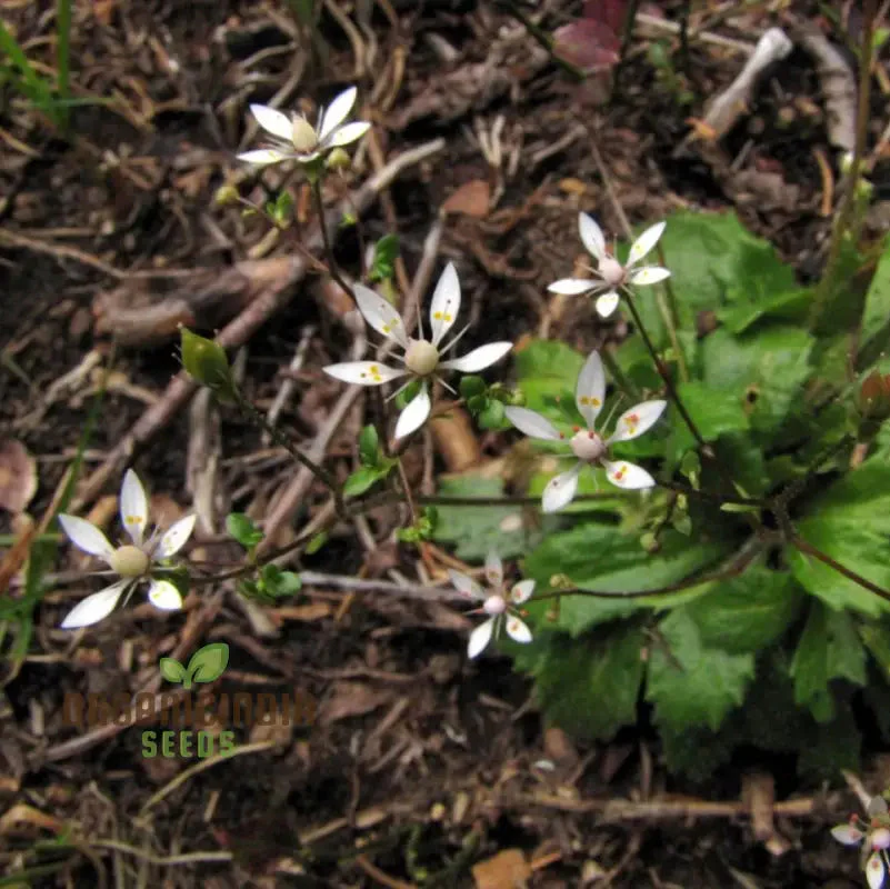 Saxifraga Stellaris Seeds for Gardening Enthusiasts | Rare Alpine Perennial Flower Seeds for Rock Gardens and Borders - Image 4