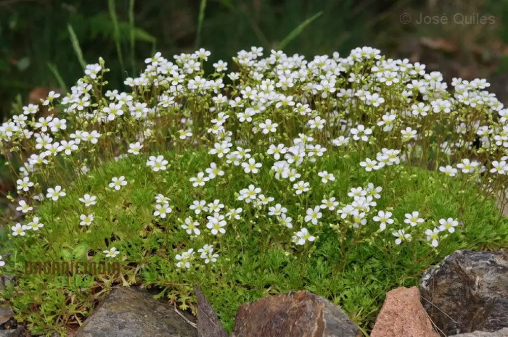 Saxifraga Vayredana Seeds - Rare Alpine Rockery Plant for Gardening Enthusiasts - Image 3