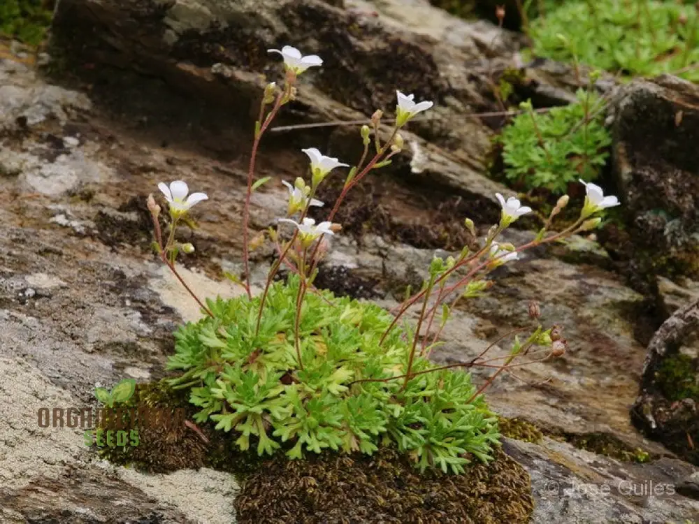 Saxifraga Vayredana Seeds - Rare Alpine Rockery Plant for Gardening Enthusiasts - Image 4