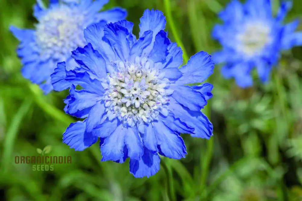 Scabiosa - Atro Blue Pincushion Seeds: Perfect for Gardening Enthusiasts Looking to Cultivate Beautiful Blooms!