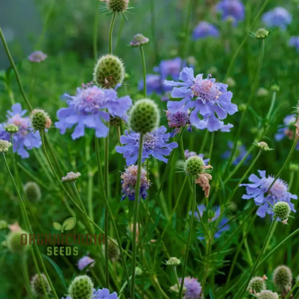 Scabiosa - Atro Blue Pincushion Seeds: Perfect for Gardening Enthusiasts Looking to Cultivate Beautiful Blooms! - Image 3