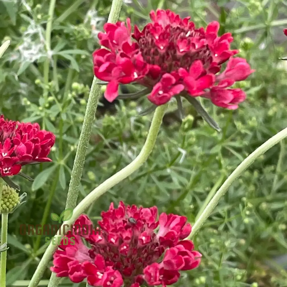 Scabiosa Atropurpurea 'Beaujolais Bonnets' Seeds - Exquisite Garden Flowers for Your Floral Haven | Premium Gardening Seeds