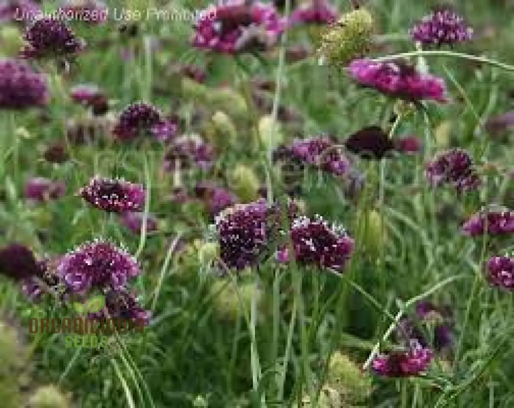 Scabiosa Atropurpurea 'Beaujolais Bonnets' Seeds - Exquisite Garden Flowers for Your Floral Haven | Premium Gardening Seeds - Image 3