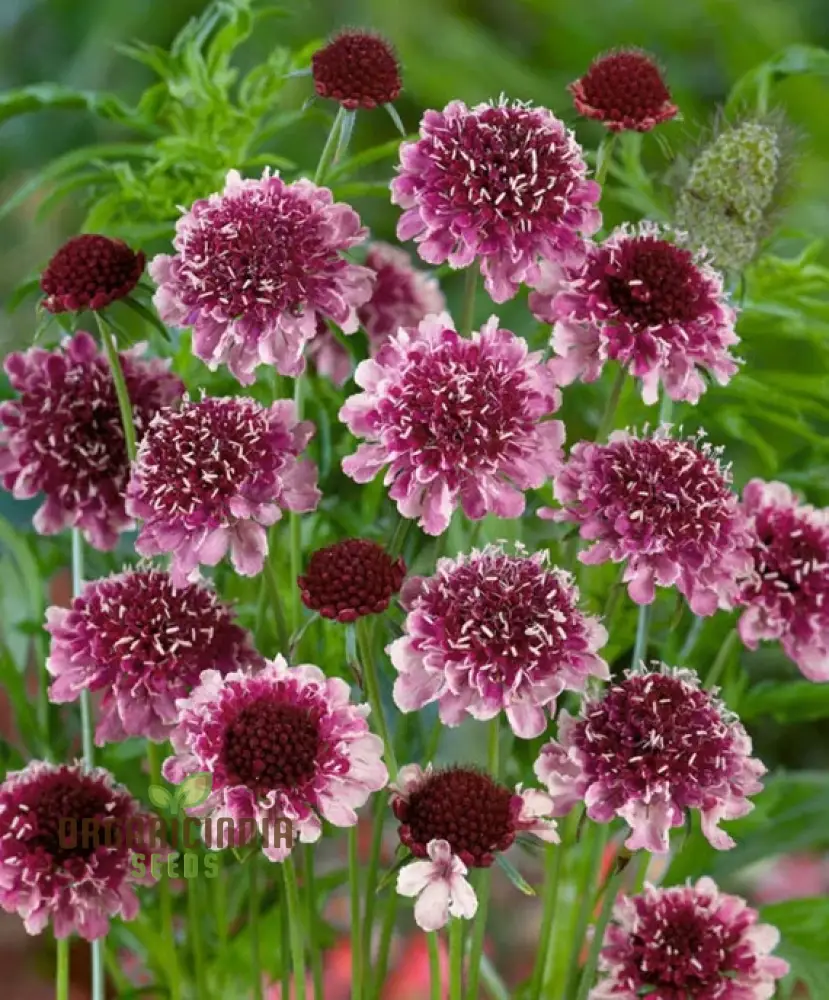 Scabiosa Atropurpurea 'Beaujolais Bonnets' Seeds - Exquisite Garden Flowers for Your Floral Haven | Premium Gardening Seeds - Image 4