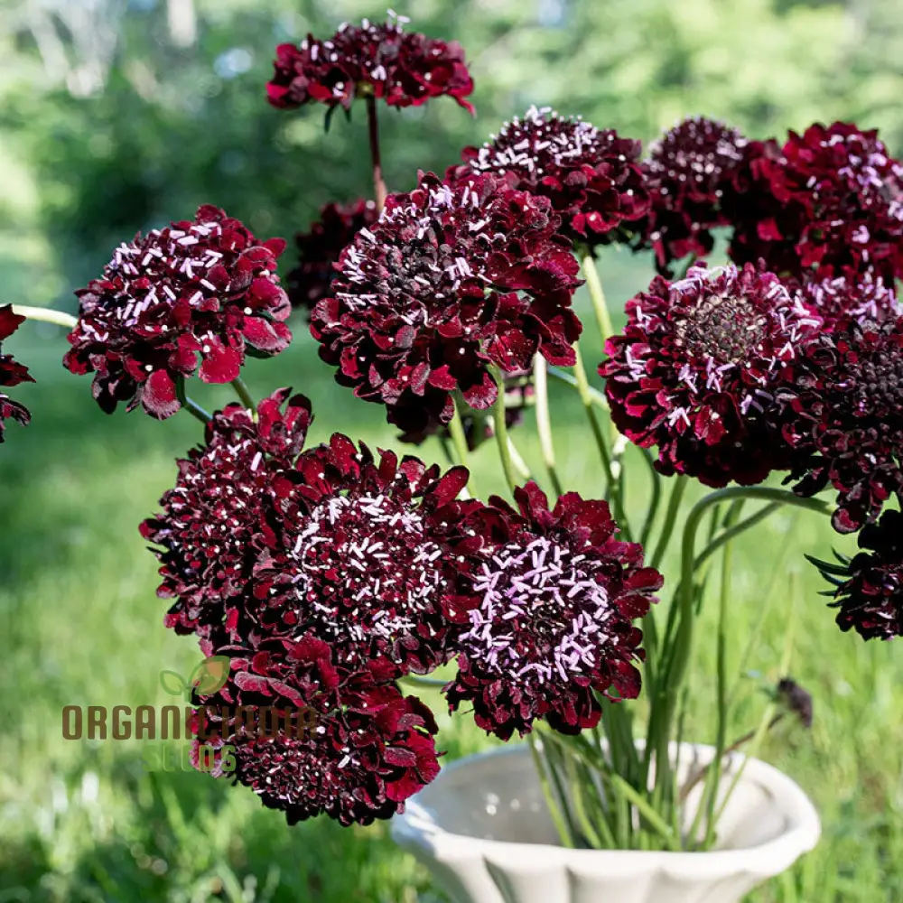 Scabiosa Atropurpurea Black Knight Seeds - Cultivate Striking and Dark Black Knight Scabiosa Flowers in Your Garden