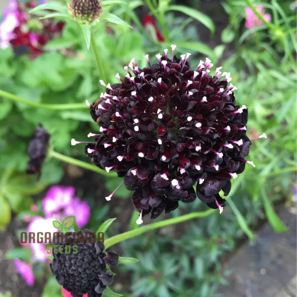 Scabiosa Atropurpurea Black Knight Seeds - Cultivate Striking and Dark Black Knight Scabiosa Flowers in Your Garden - Image 3