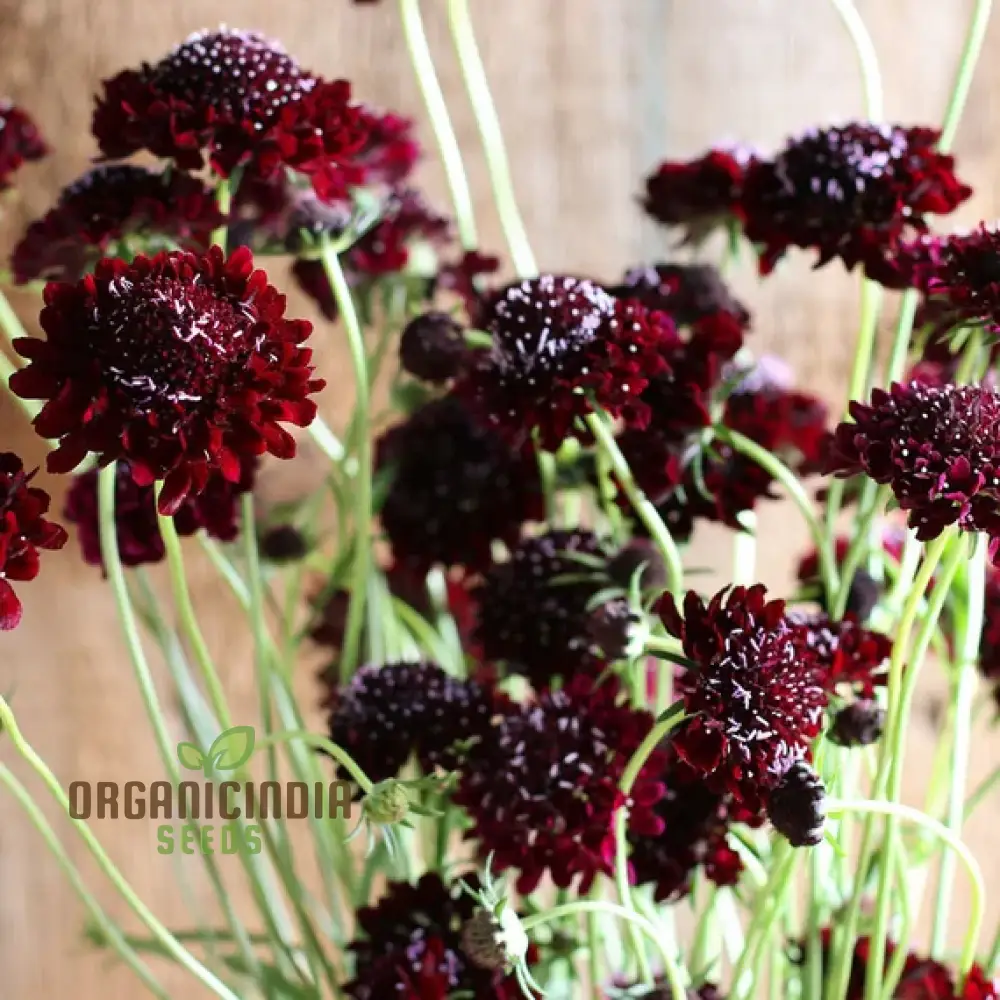 Scabiosa Atropurpurea Black Knight Seeds - Cultivate Striking and Dark Black Knight Scabiosa Flowers in Your Garden - Image 4