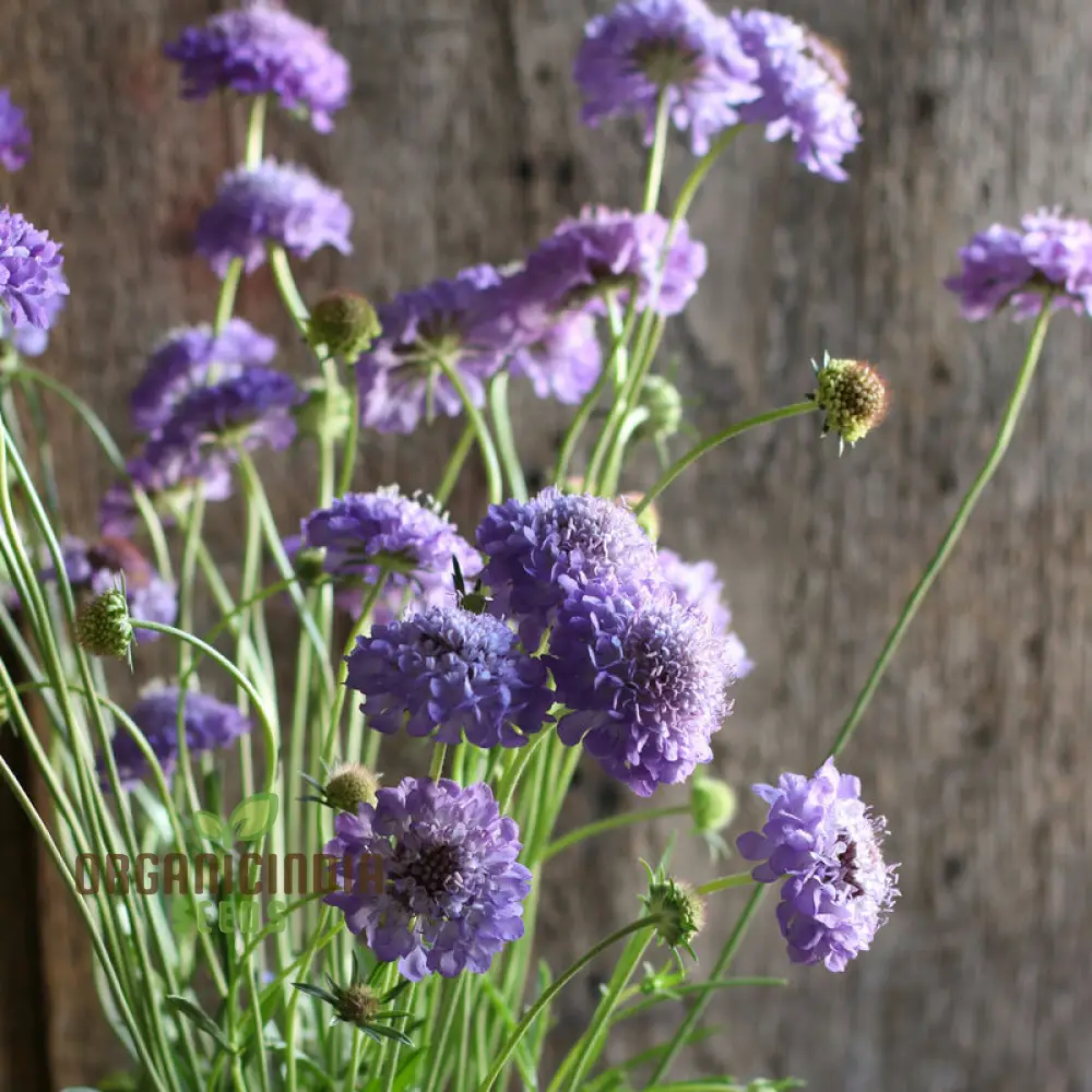 Scabiosa Atropurpurea Oxford Blue Seeds - Grow Beautiful and Elegant Oxford Blue Scabiosa Flowers in Your Garden - Image 3