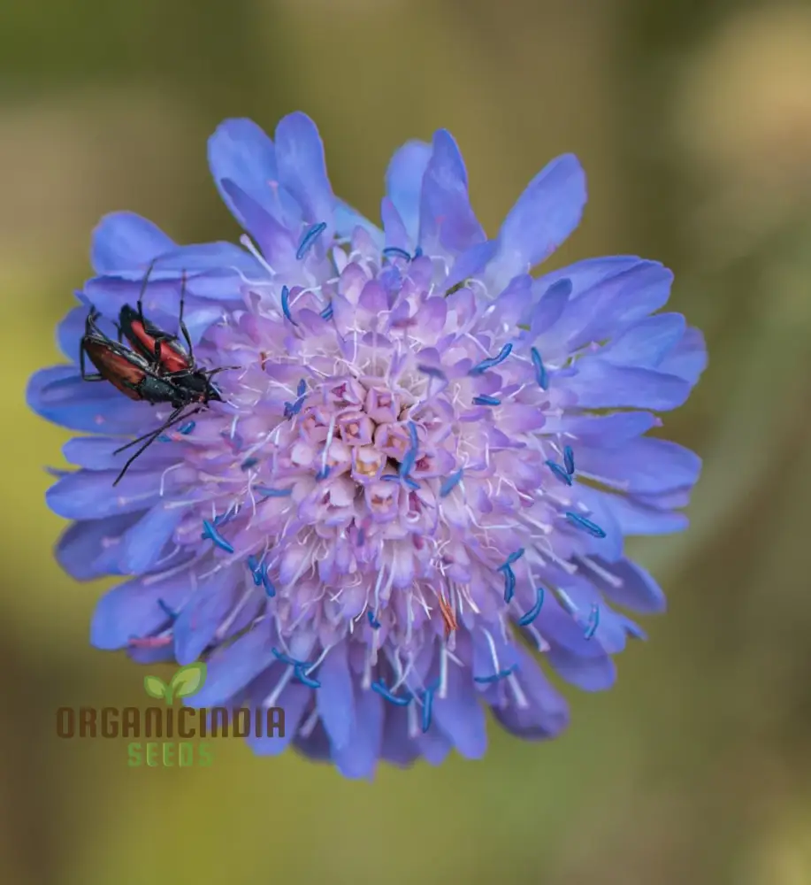 Scabiosa Atropurpurea Oxford Blue Seeds - Grow Beautiful and Elegant Oxford Blue Scabiosa Flowers in Your Garden - Image 4