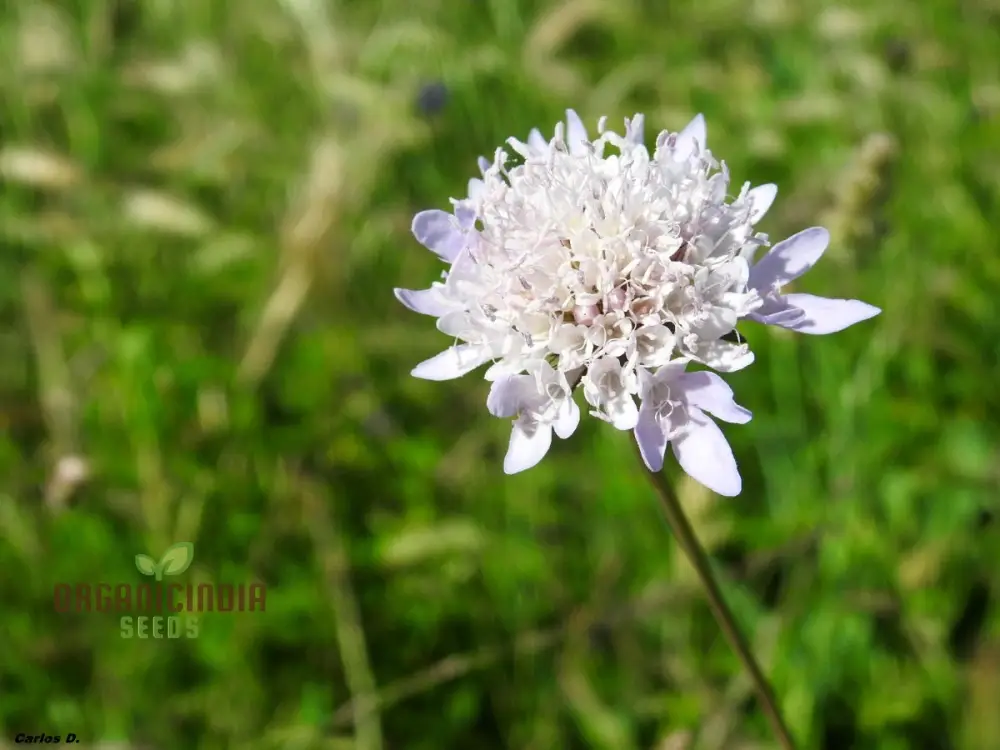 Scabiosa Atropurpurea Ssp Maritima Seeds for Gardening Enthusiasts | Premium Flower Seeds for Beautiful Gardens and Landscapes