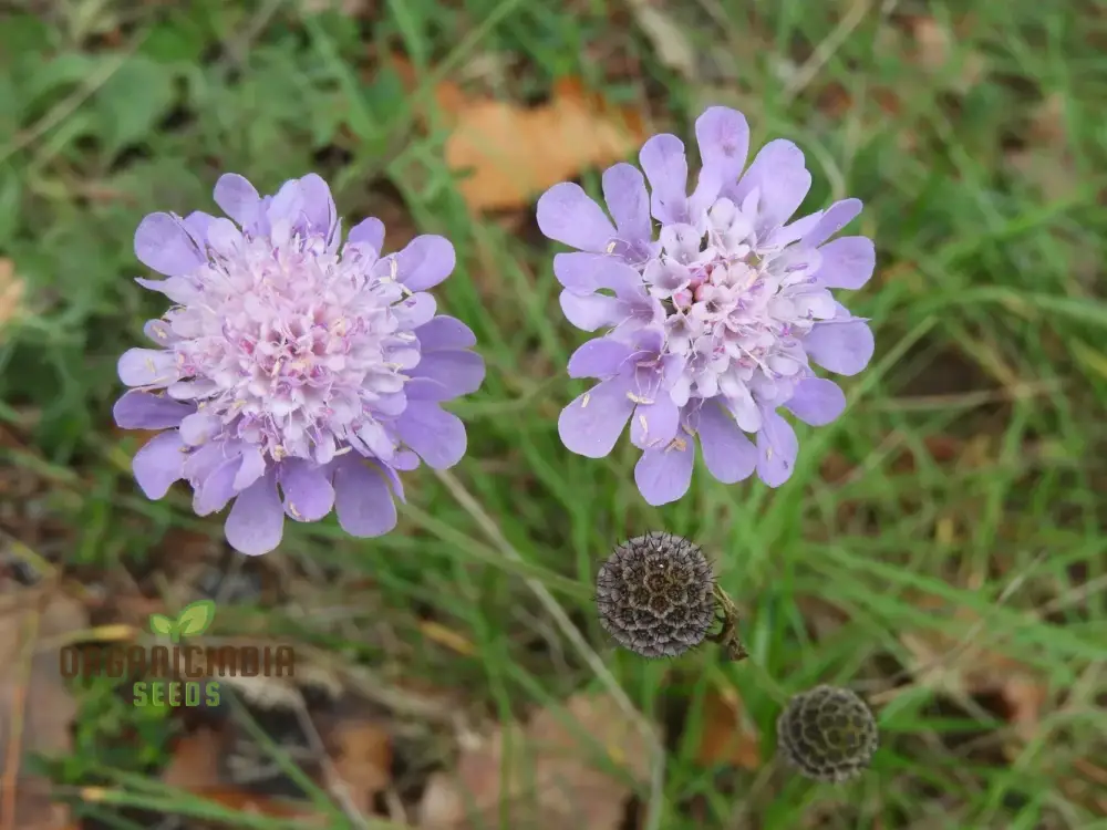 Scabiosa Atropurpurea Ssp Maritima Seeds for Gardening Enthusiasts | Premium Flower Seeds for Beautiful Gardens and Landscapes - Image 3