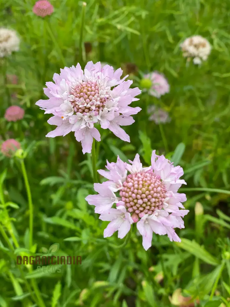 Scabiosa Atropurpurea Ssp Maritima Seeds for Gardening Enthusiasts | Premium Flower Seeds for Beautiful Gardens and Landscapes - Image 4