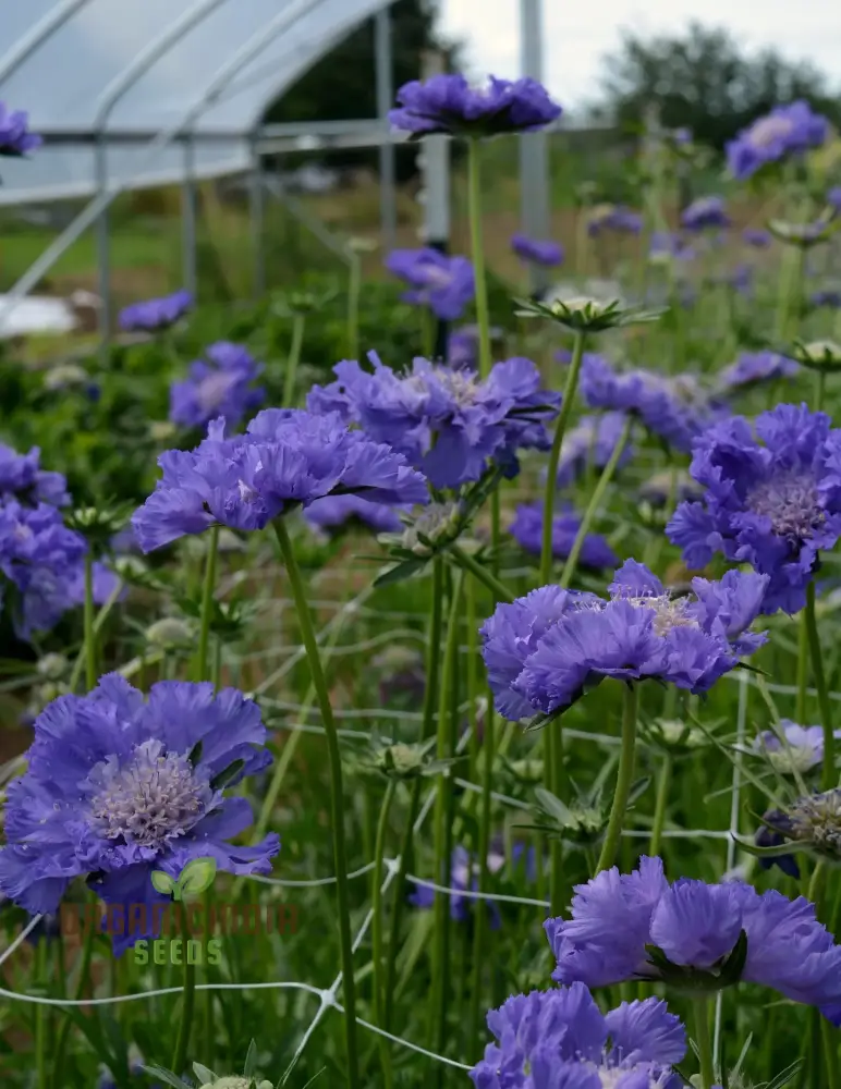 Scabiosa Caucasia 'Fama Deep Blue' Seeds - Premium Gardening Seeds for Beautiful Deep Blue Flowers
