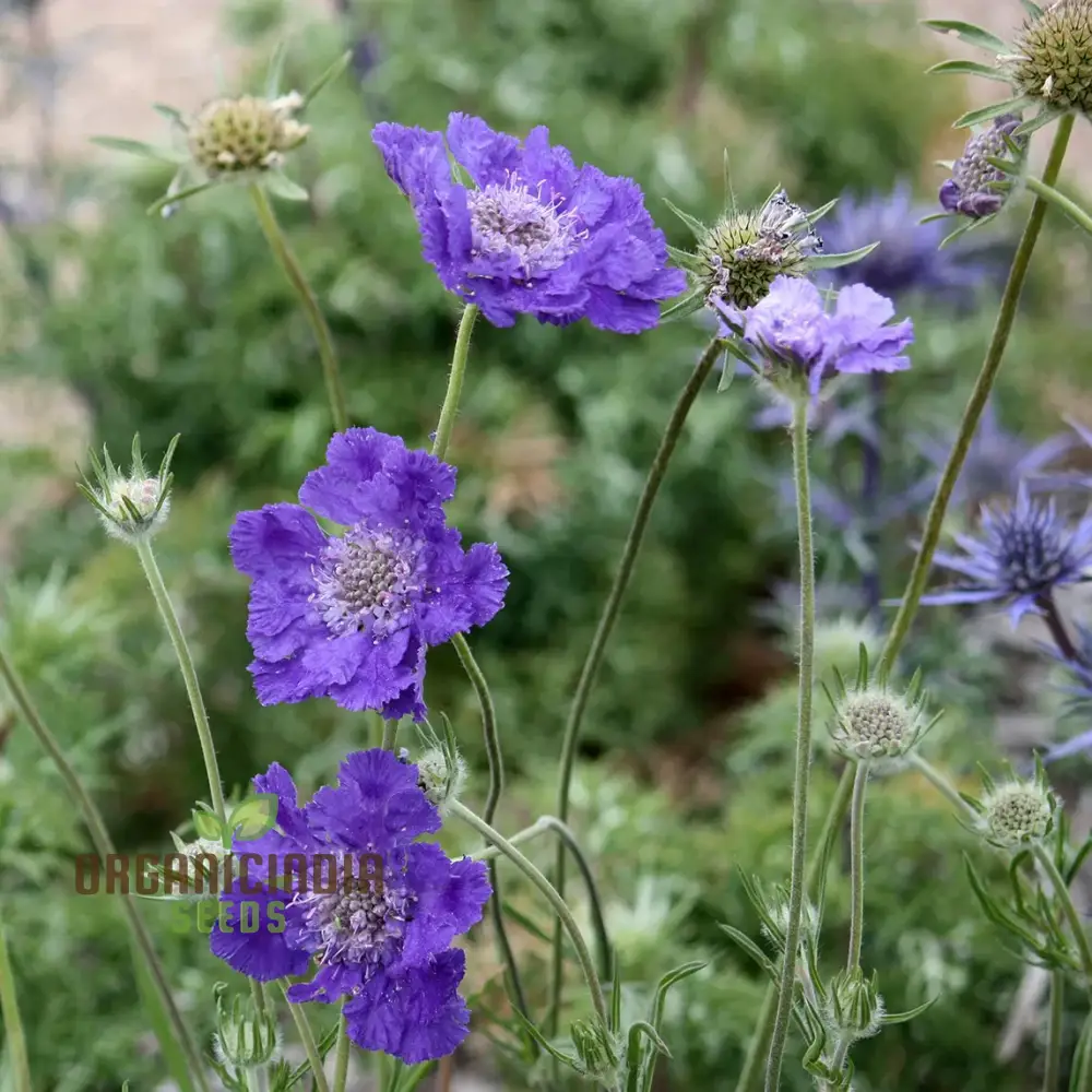 Scabiosa Caucasia 'Fama Deep Blue' Seeds - Premium Gardening Seeds for Beautiful Deep Blue Flowers - Image 3