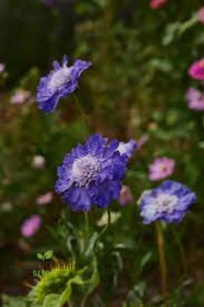 Scabiosa Caucasia 'Fama Deep Blue' Seeds - Premium Gardening Seeds for Beautiful Deep Blue Flowers - Image 4
