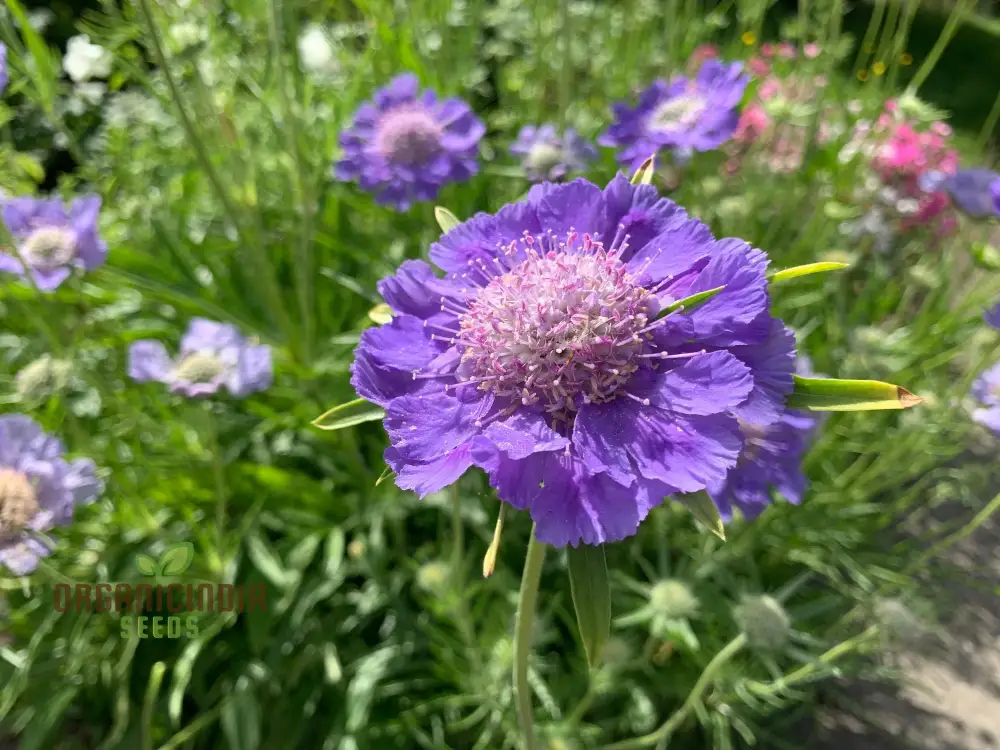 Scabiosa Caucasia 'Fama Deep Blue' Seeds - Premium Gardening Seeds for Beautiful Deep Blue Flowers - Image 5