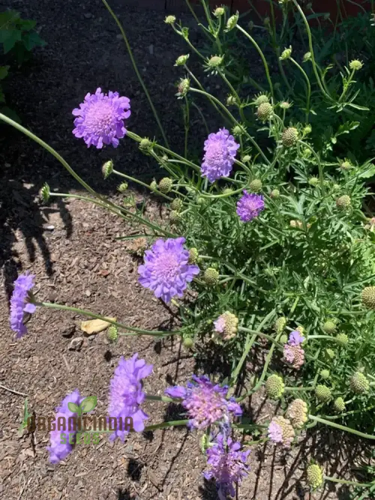 Scabiosa Columbaria 'Misty Butterflies' Seeds | Gardening Perennials for Butterfly Gardens