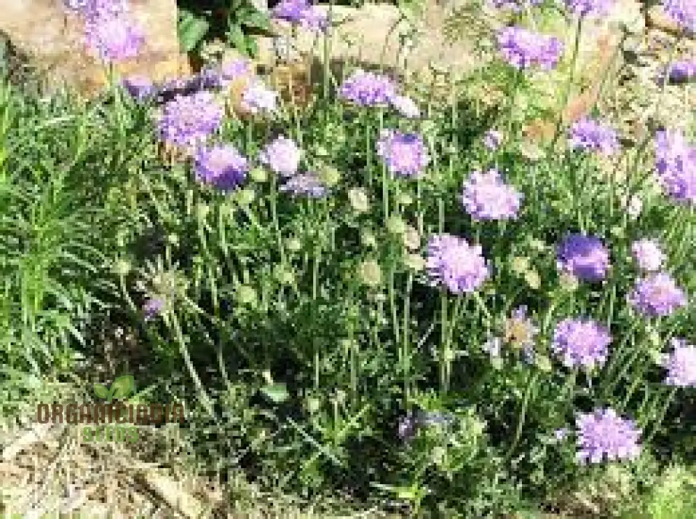 Scabiosa Columbaria 'Misty Butterflies' Seeds | Gardening Perennials for Butterfly Gardens - Image 3