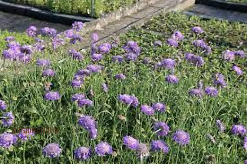 Scabiosa Columbaria 'Misty Butterflies' Seeds | Gardening Perennials for Butterfly Gardens - Image 4
