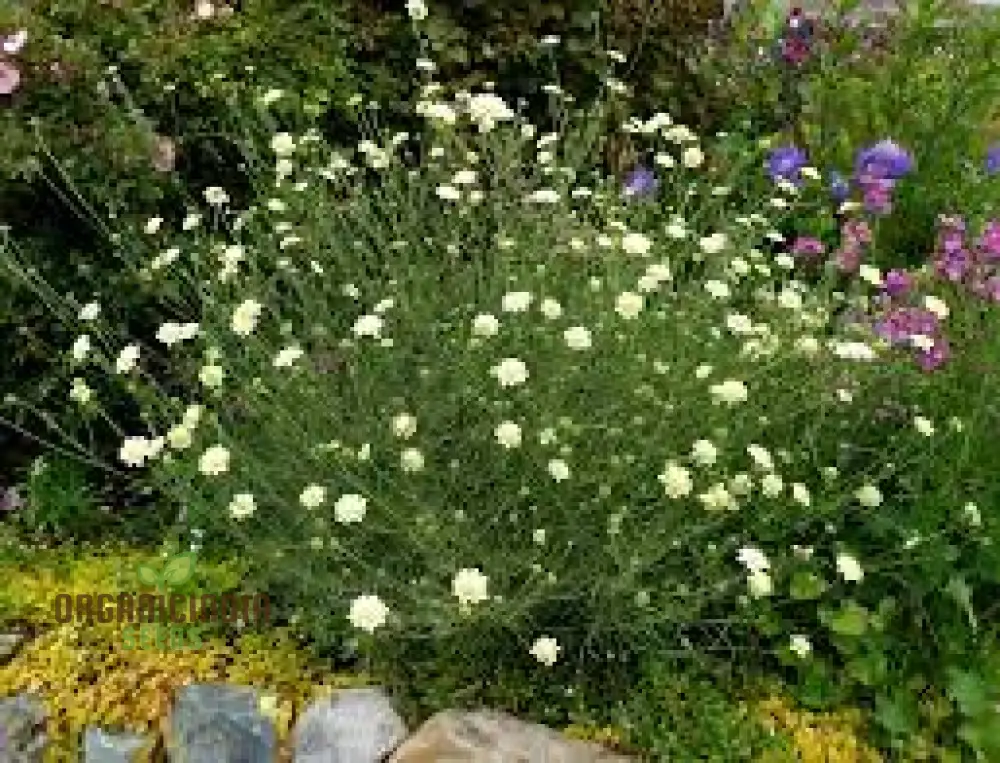Scabiosa Columbaria Ochroleuca Seeds - Gardening Perennials for Pollinators and Cut Flowers - Image 3