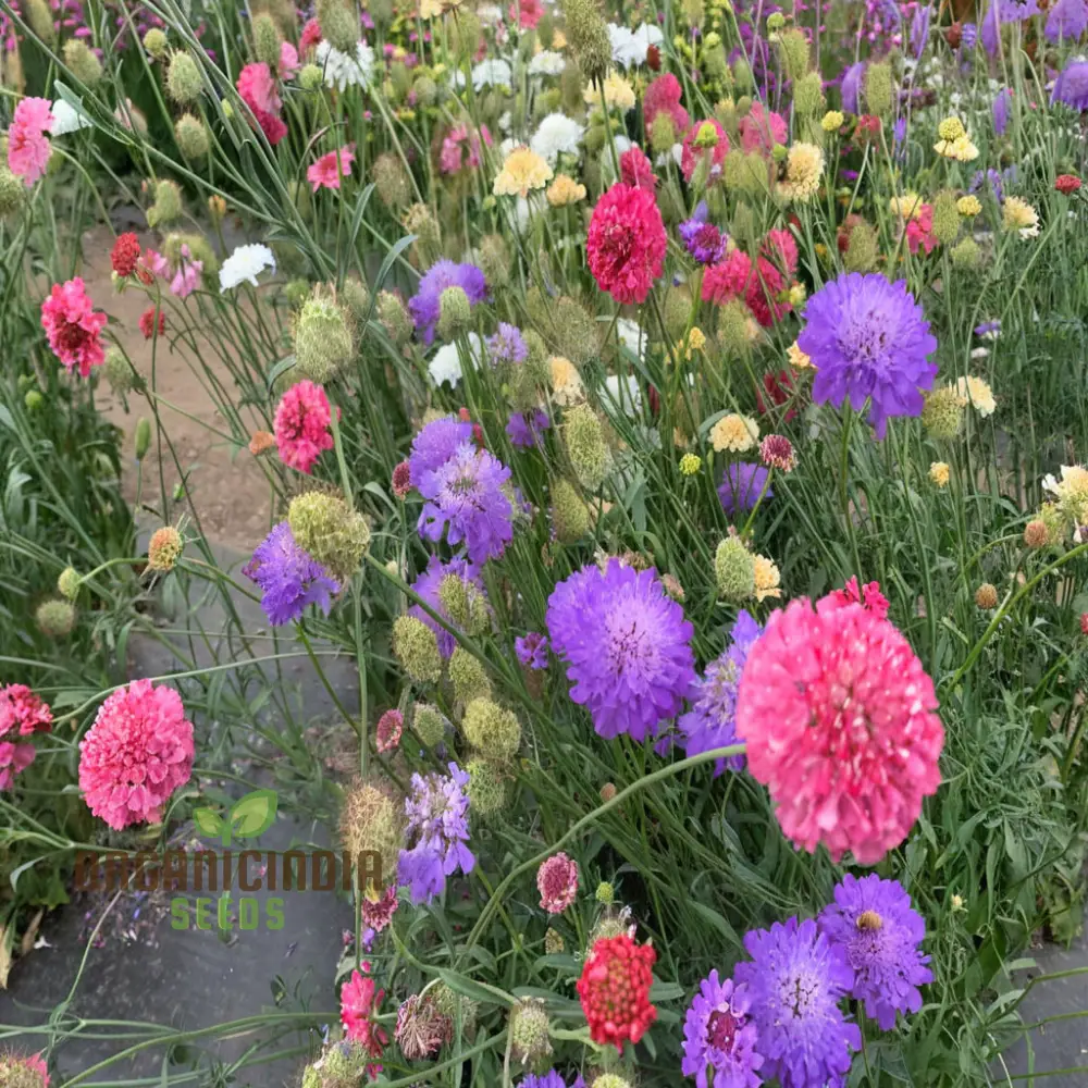 Scabiosa Comosa Pincushion Flower Seeds, Unique Blooms, Easy-to-Grow, Stunning Garden Addition - Image 3