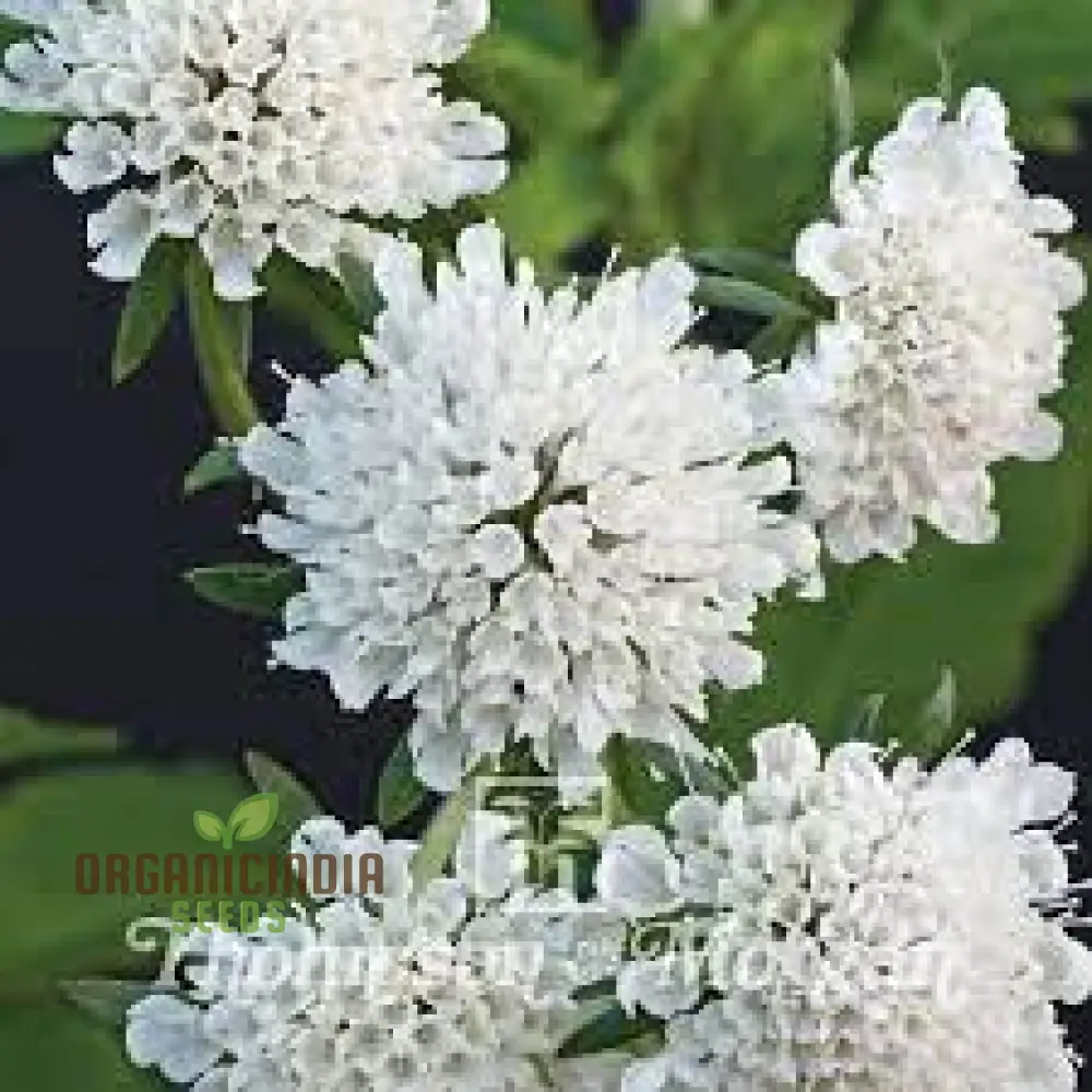 Scabiosa Drakensbergensis Seeds - Hardy Perennial for Gardening Enthusiasts | Premium Quality Seeds