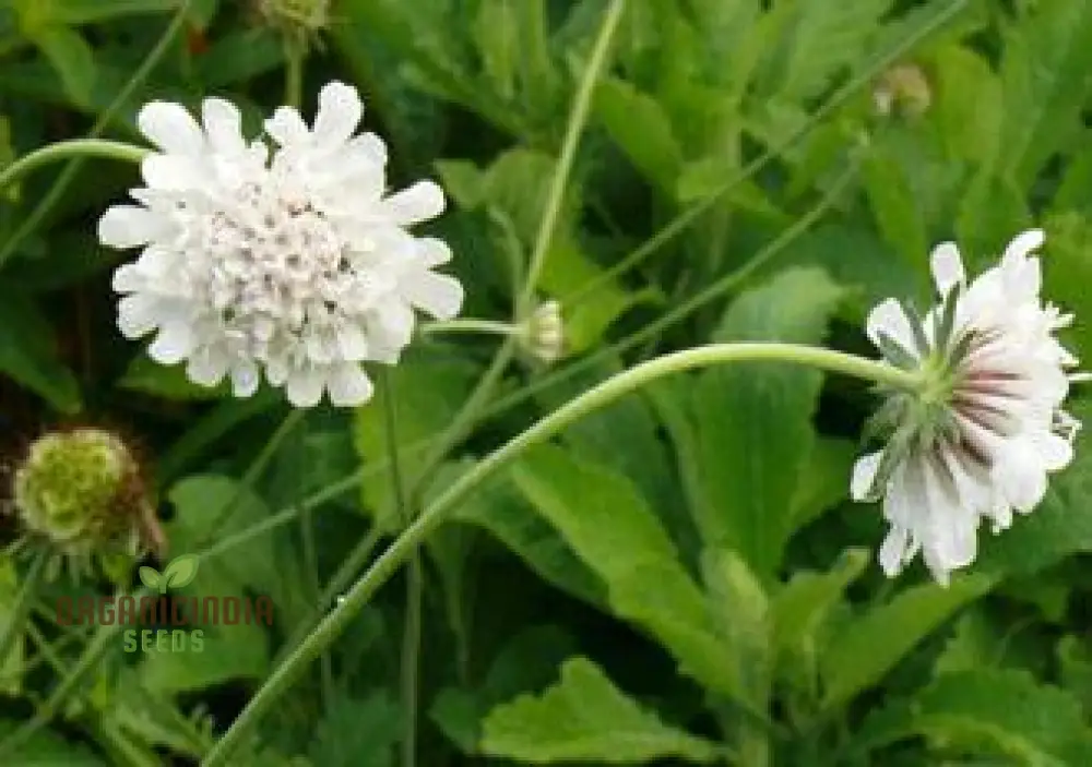 Scabiosa Drakensbergensis Seeds - Hardy Perennial for Gardening Enthusiasts | Premium Quality Seeds - Image 4