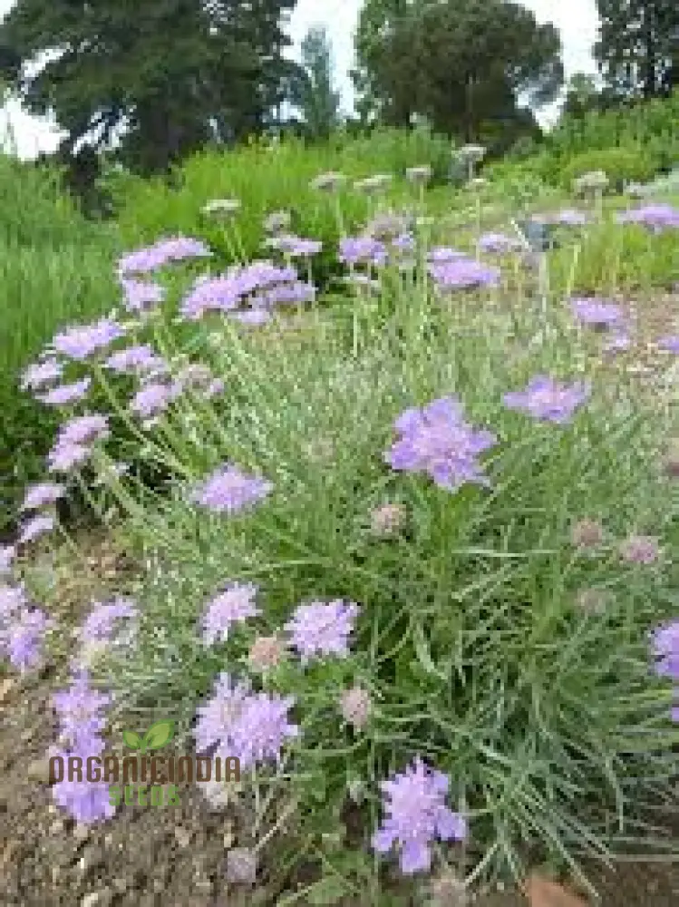 Scabiosa Graminifolia Seeds - Exquisite Garden Perennials for Vibrant Flower Beds | Premium Gardening Seeds